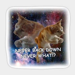 Never Back Down Never What Cat Meme Sticker